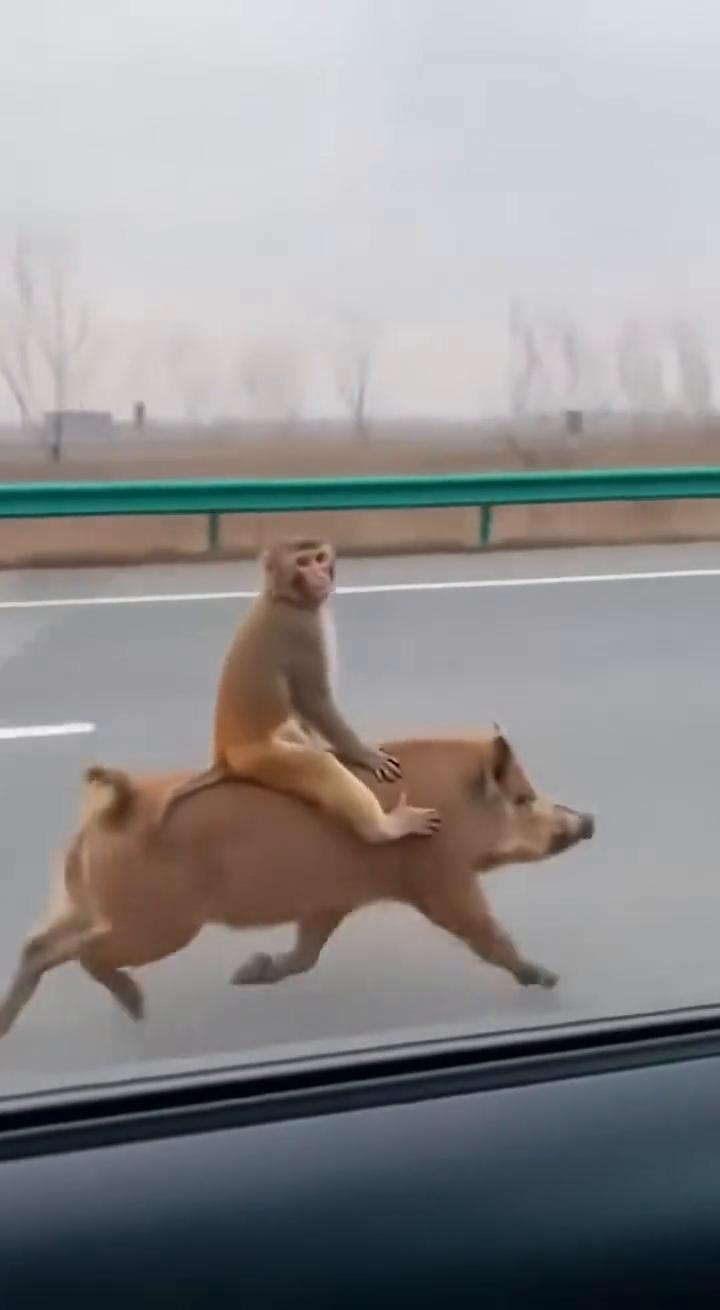 猴子真的很聪明。