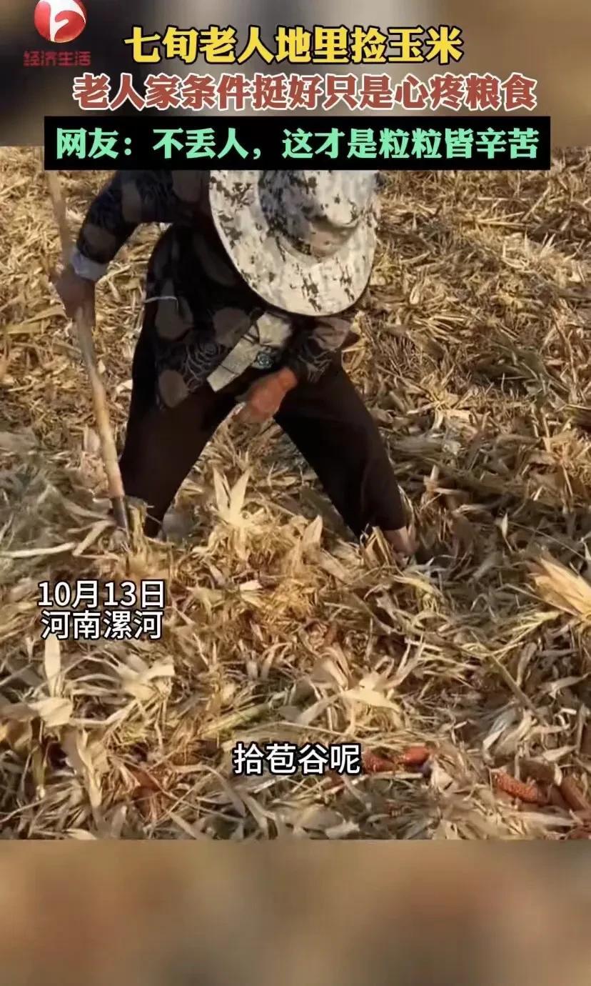 河南漯河，一网友看到一位七旬老人在地里捡玉米。他表示，老人没有背袋子，而是用手一
