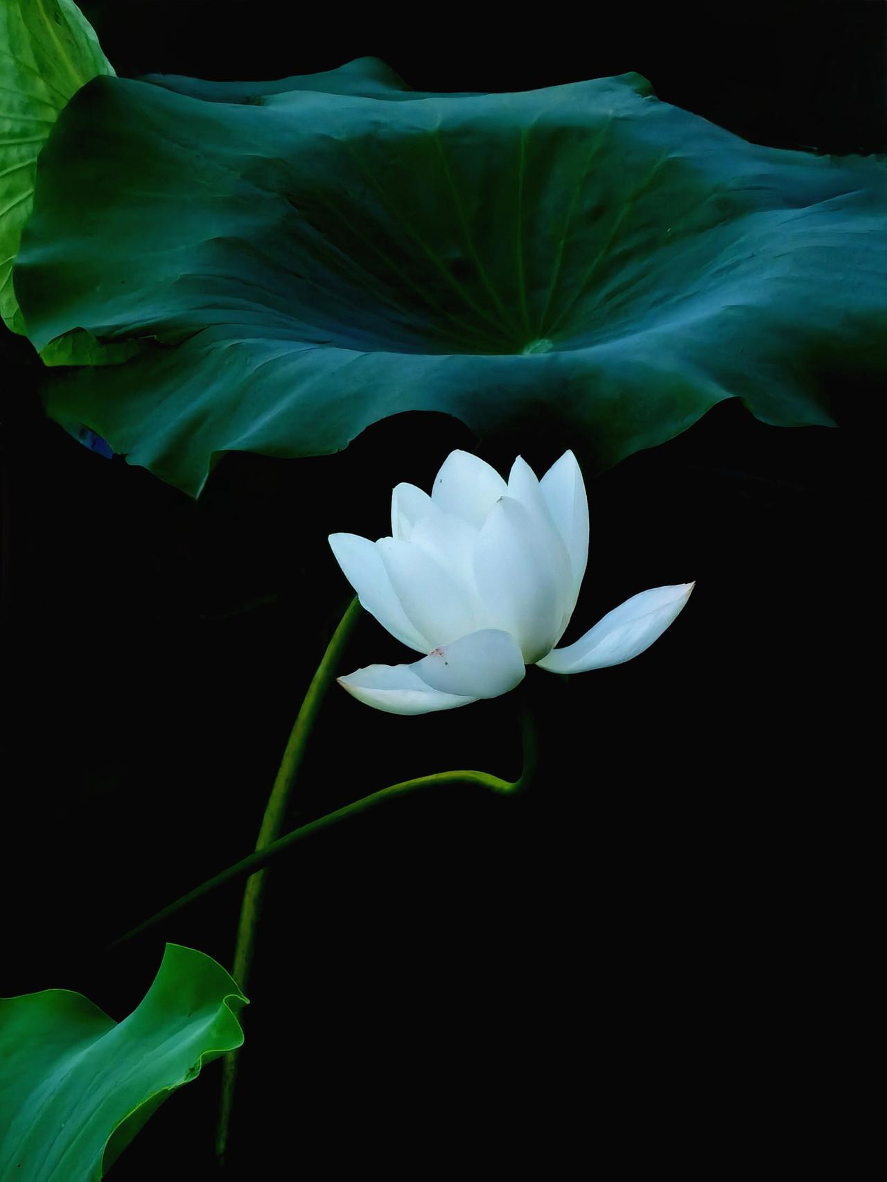 洋泾湖的白莲花白莲