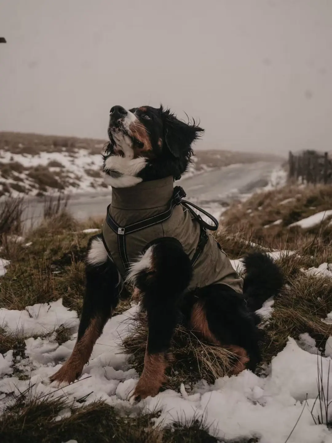 谁懂啊！这个胸背把伯恩山帅到犯规了❄️