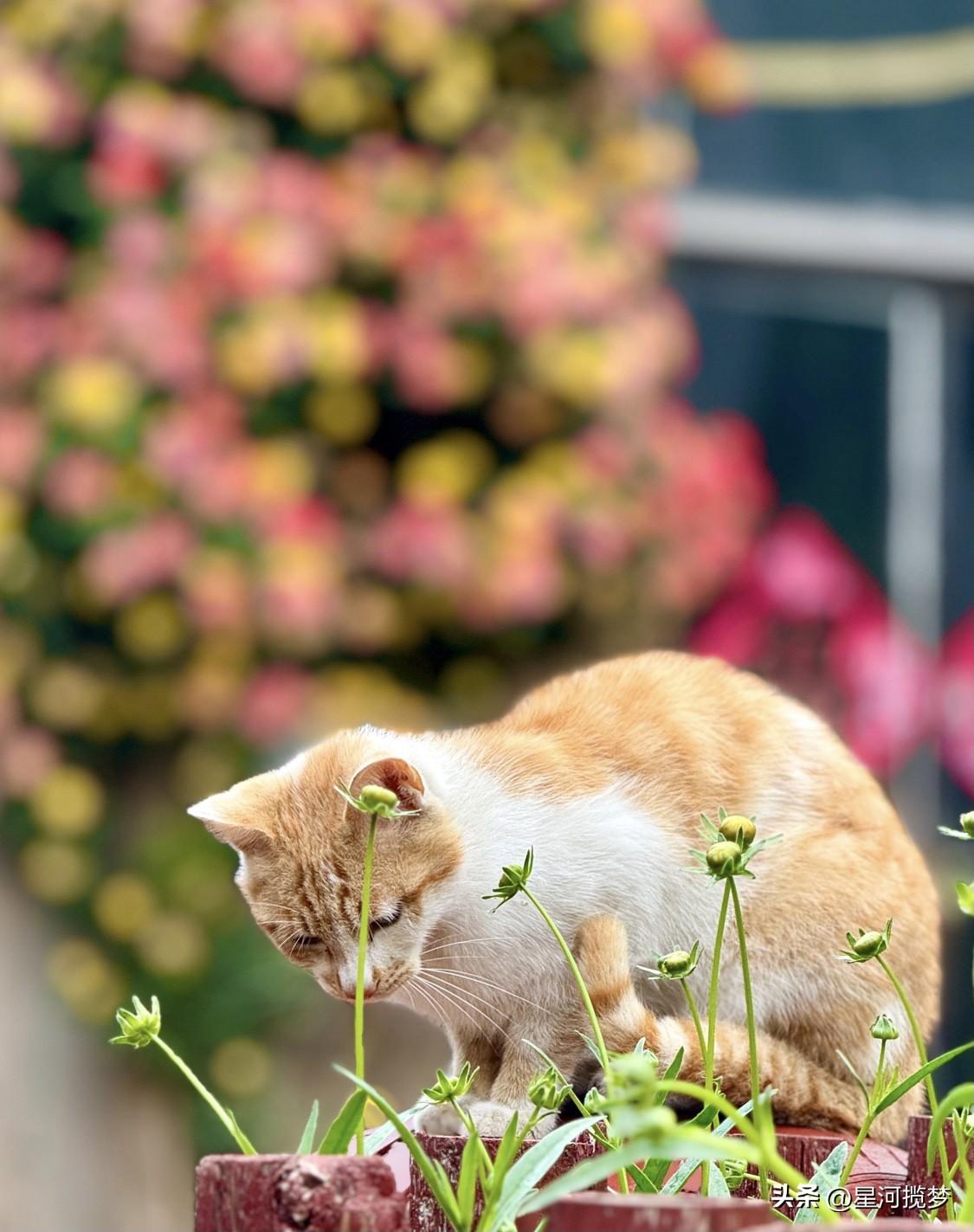 想让猫吃得健康，门道可不少。很多铲屎官会遇到猫咪挑食问题，这可能是人为惯出来的，