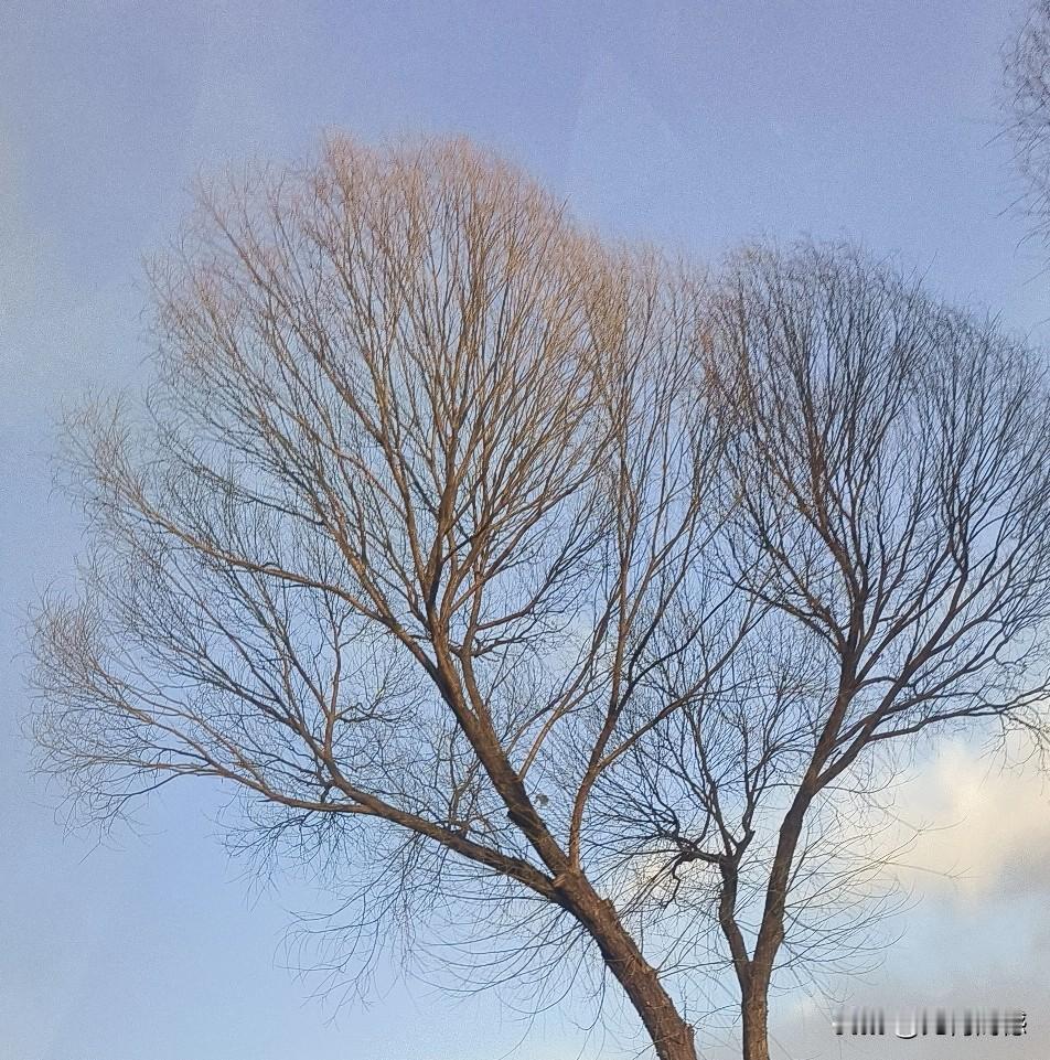 看到这棵树，显得有些孤单，于是给它拍了一张照片，就是想让更多人看看它，也许这样它