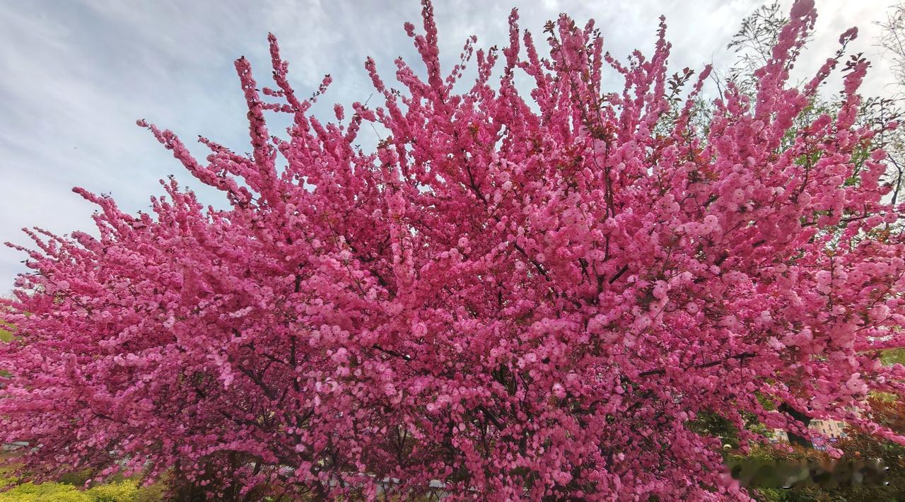 红红火火榆叶梅  
路边行人皆沉醉