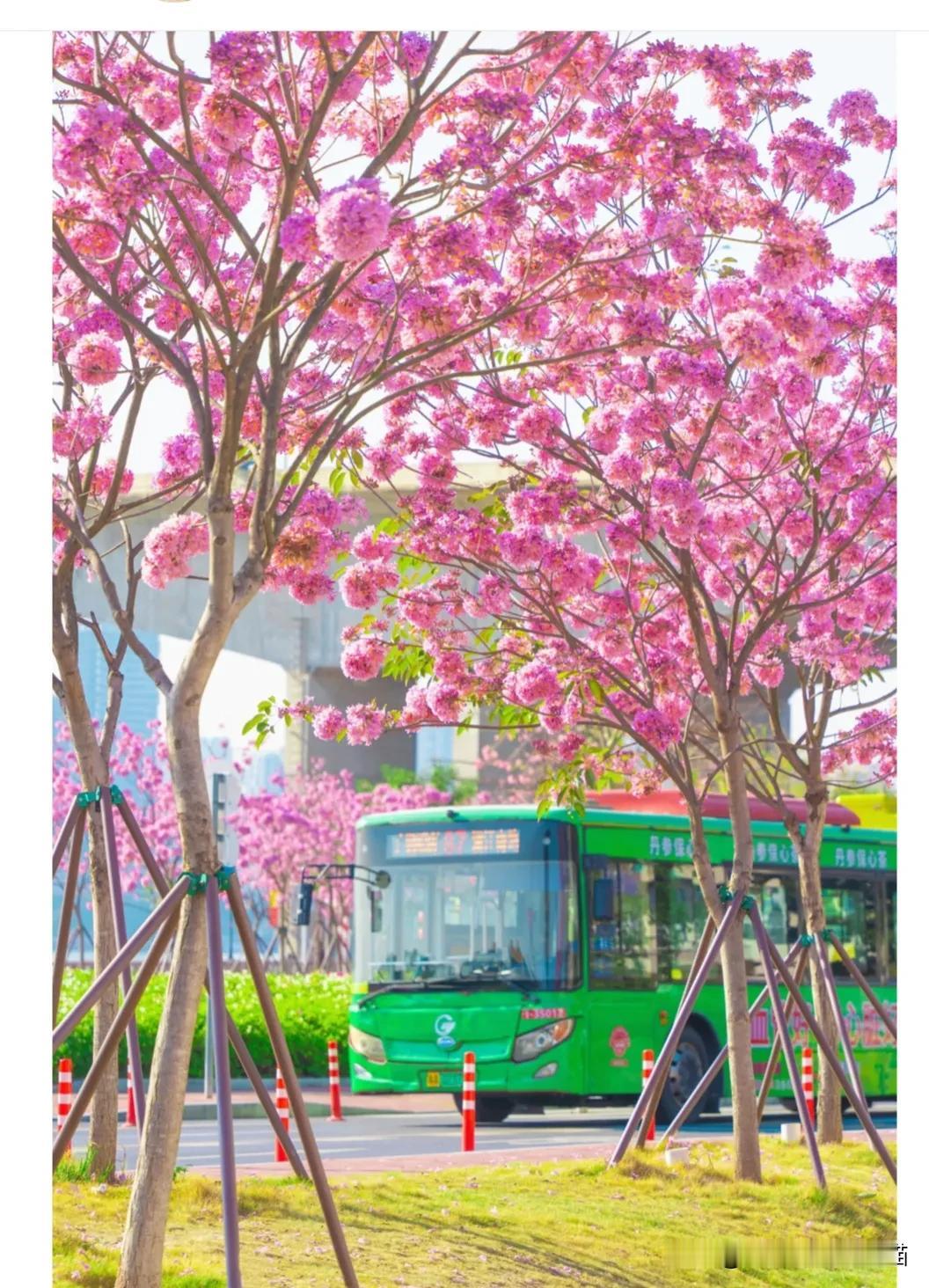 12月18号，我邂逅了美丽的紫木风铃。在广州天河区临江大道与广州大道交界处，寺右