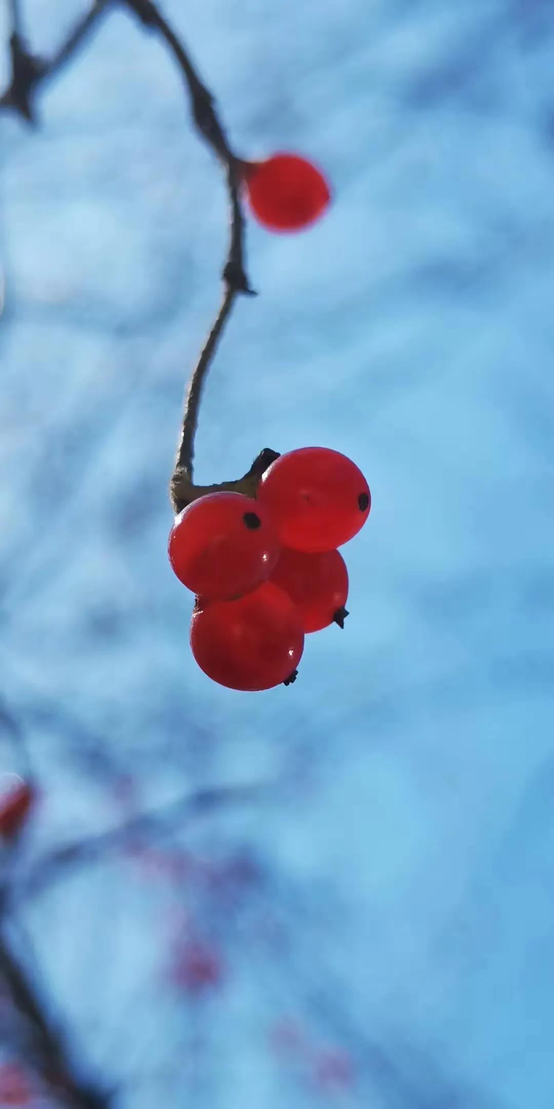 上联：悲悯情怀挂枝头；
下联：？？？