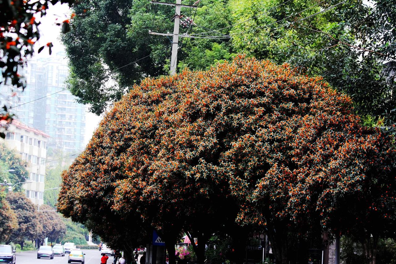 #秋日生活打卡季#


【寻拍桂蕊到芳邻】20241013

     蓉城今年