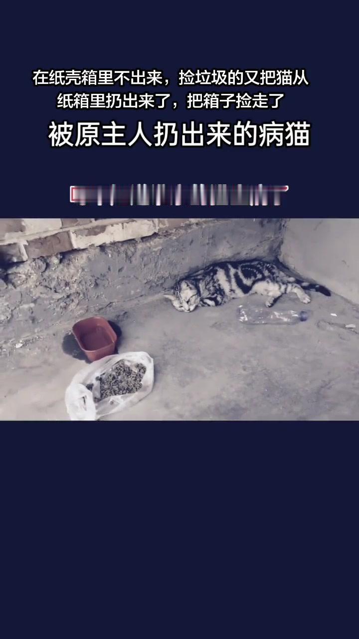 我的猫被纸箱扔出来了？🗑️原主人将生病的毛孩子用纸箱丢弃，这让人心疼不已。更令