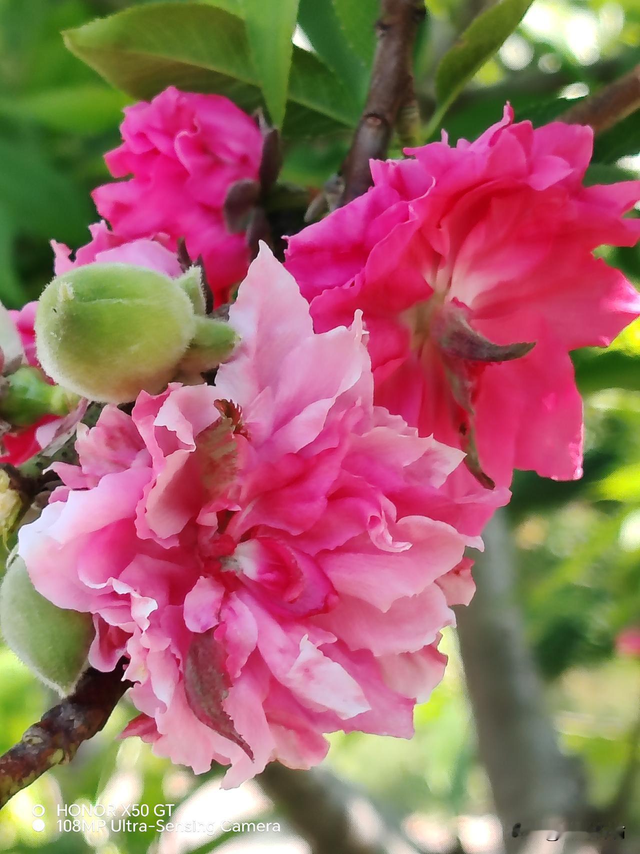 世界之大，无奇不有，
先开花后岀叶子的艳丽碧桃花！今年不但和叶子同框，而且旁边还