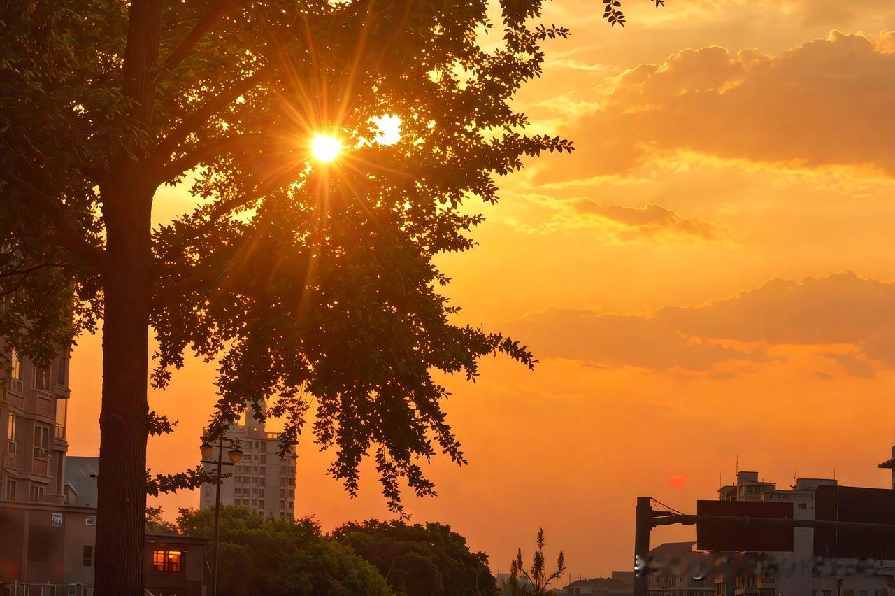 夕阳西下时，我总爱漫步在城市的小道。那暖橙色的余晖洒下，街边的树木被染成了金黄色