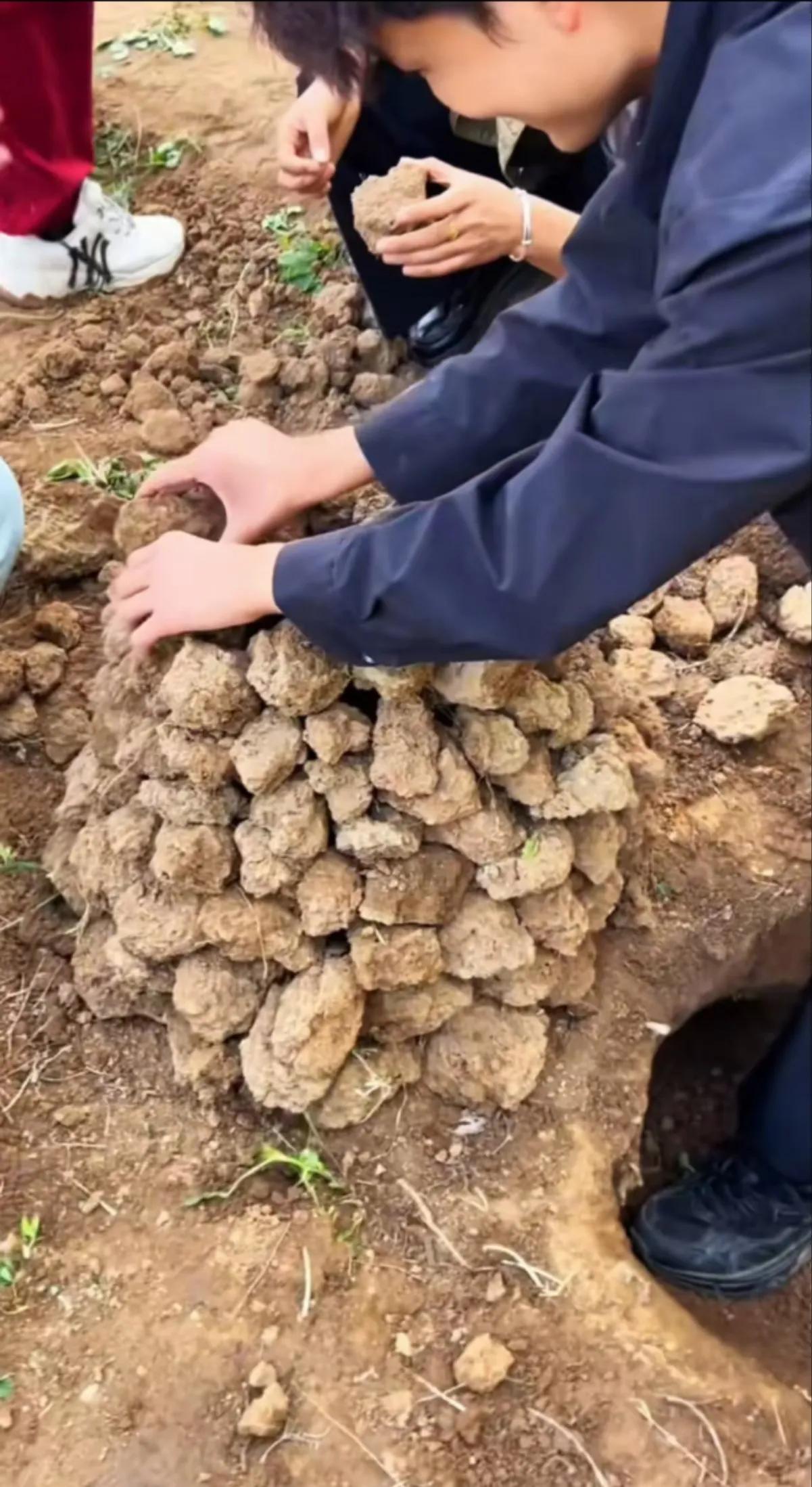 第一批回家过年的开始烤红薯了

回家，准备过年了，第一批回家过年的人回乡了，只见