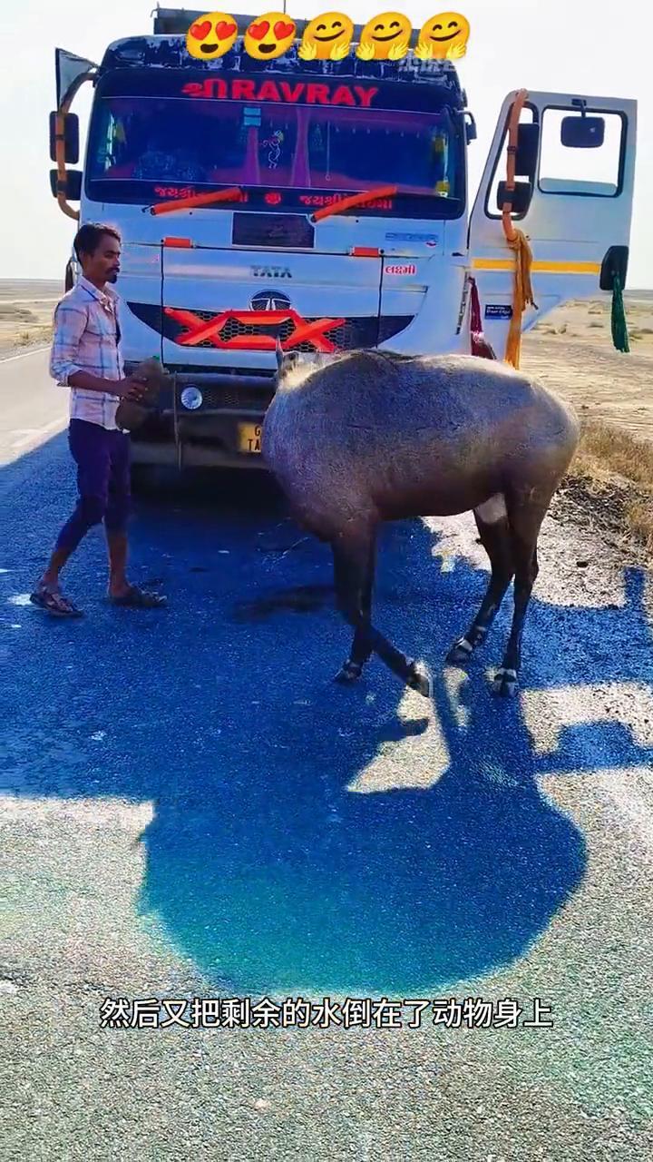奇怪动物拦住男人的汽车。
一只奇怪的动物突然拦住了男人送水的货车，原来它只是口渴