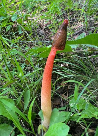 8月5日，四川成都一男孩在操场踢球，就在捡球时，看到草丛中有个粉红色长柱状物体，
