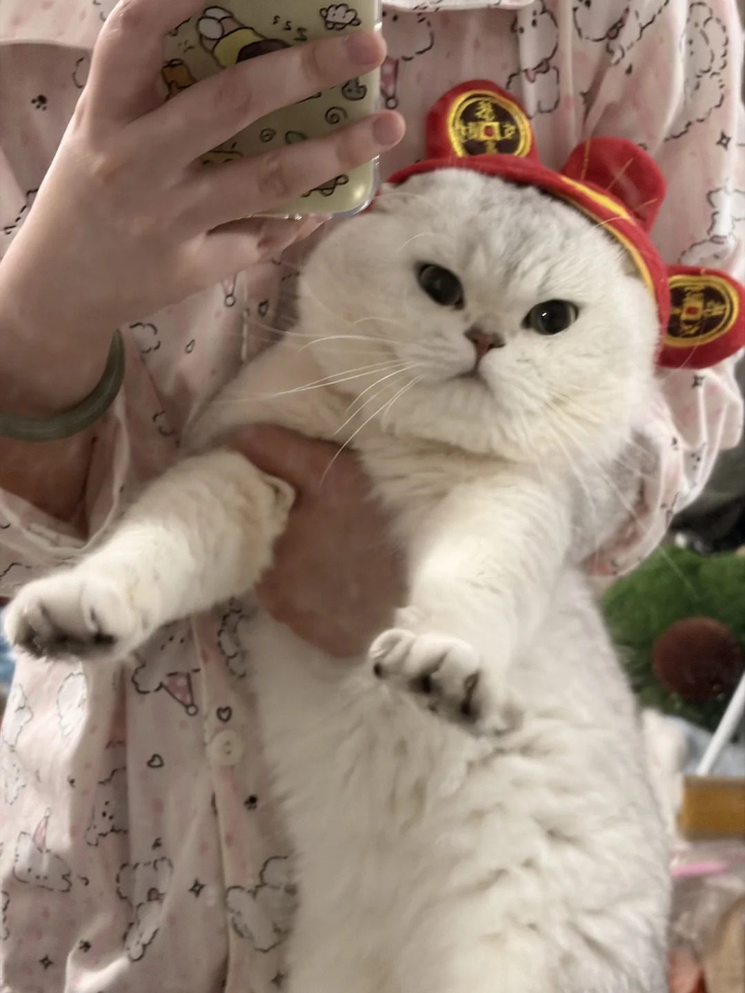 🍅小猫～
