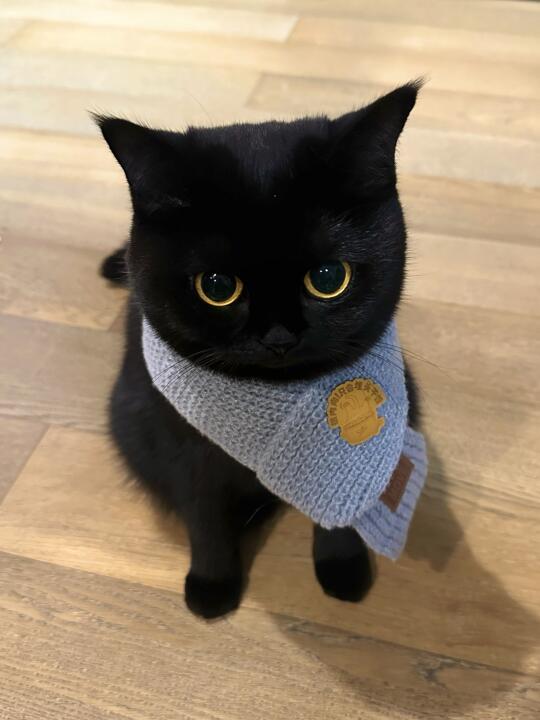 心机小猫勾引人类！