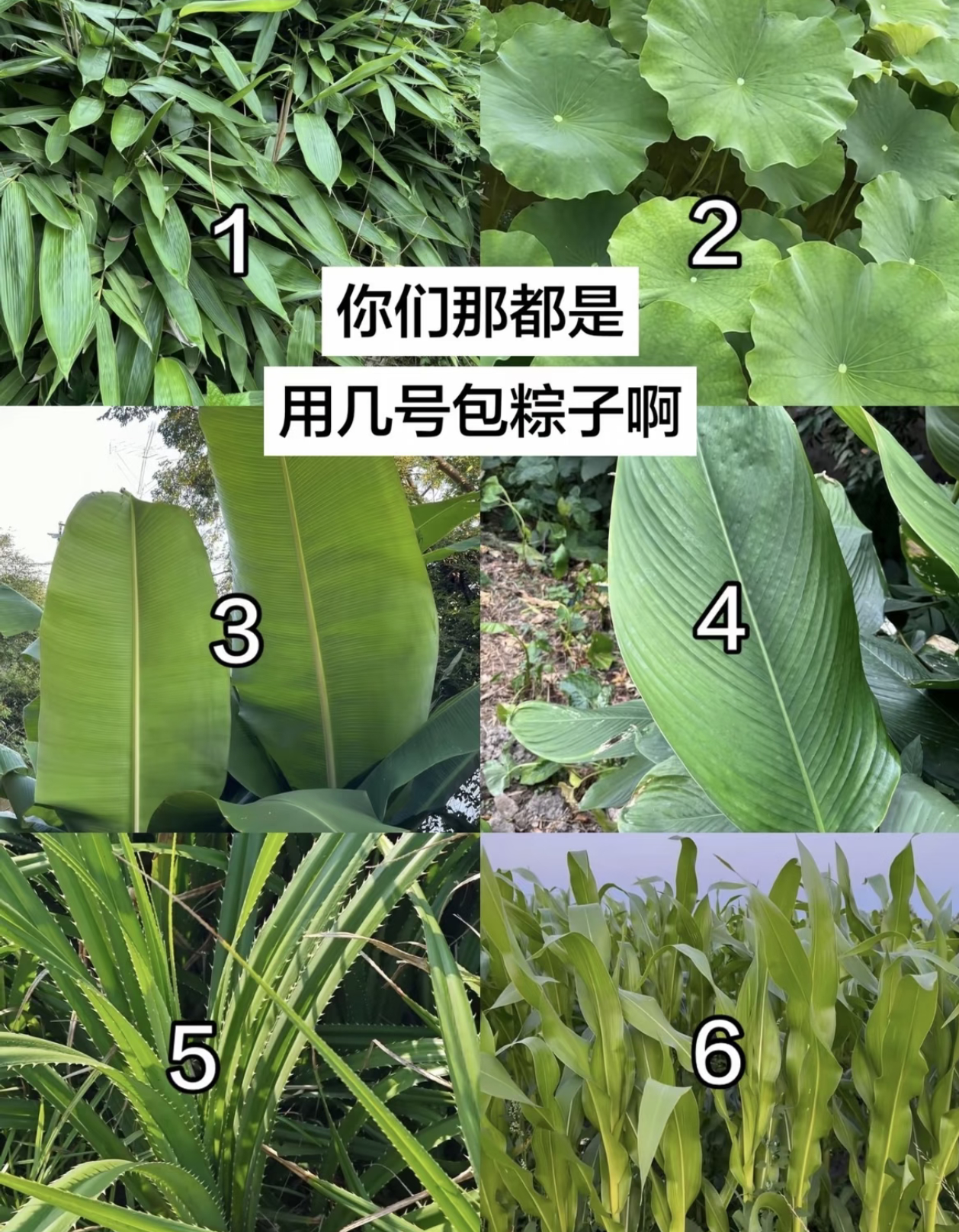 端午节 你们那边是什么叶子🍃🍃包粽子的