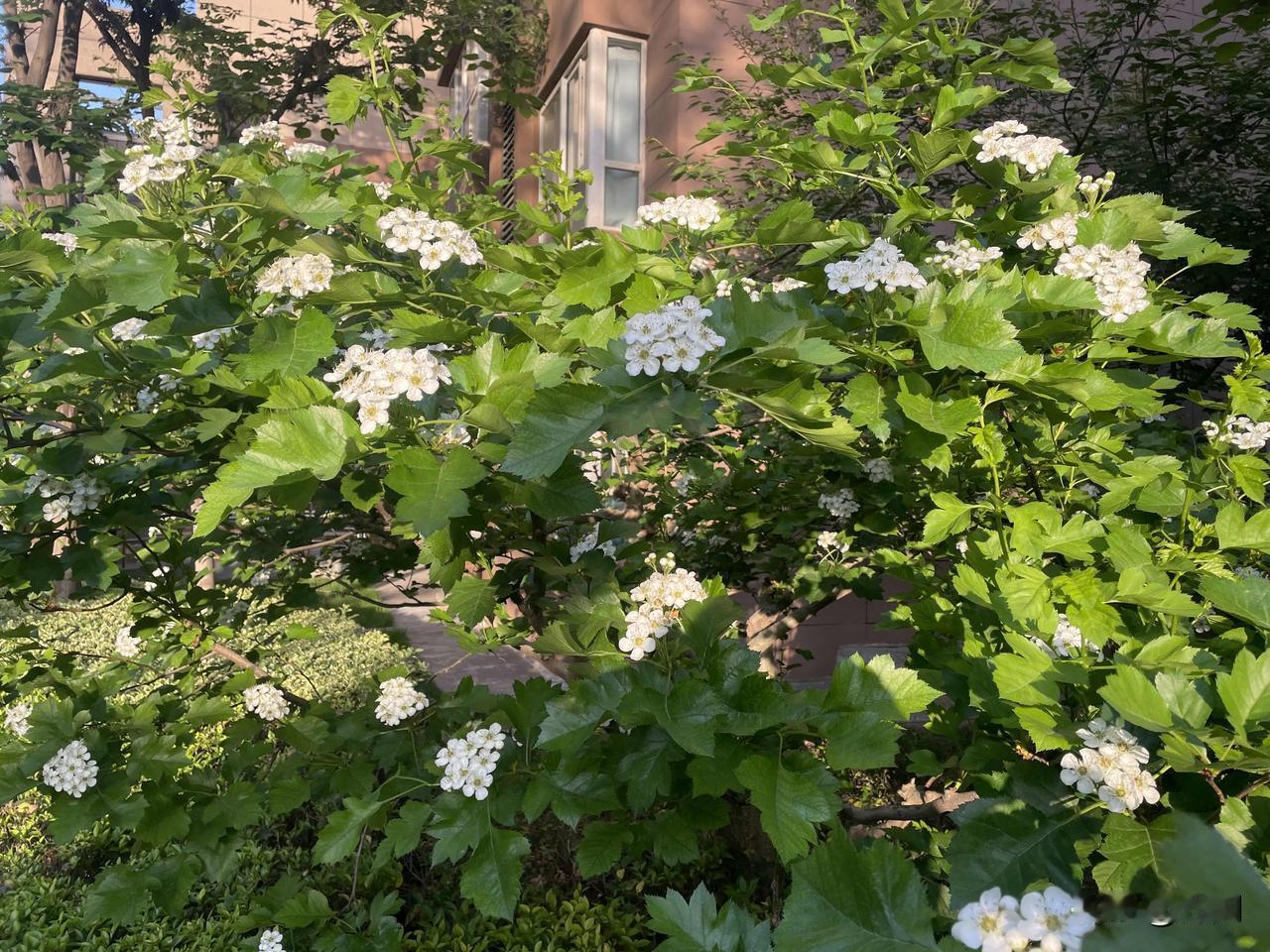 【七律•谷雨时节农事忙】
谷雨时节农事忙，山川墨黛酝春光。
咕咕戴胜呼声脆，点点