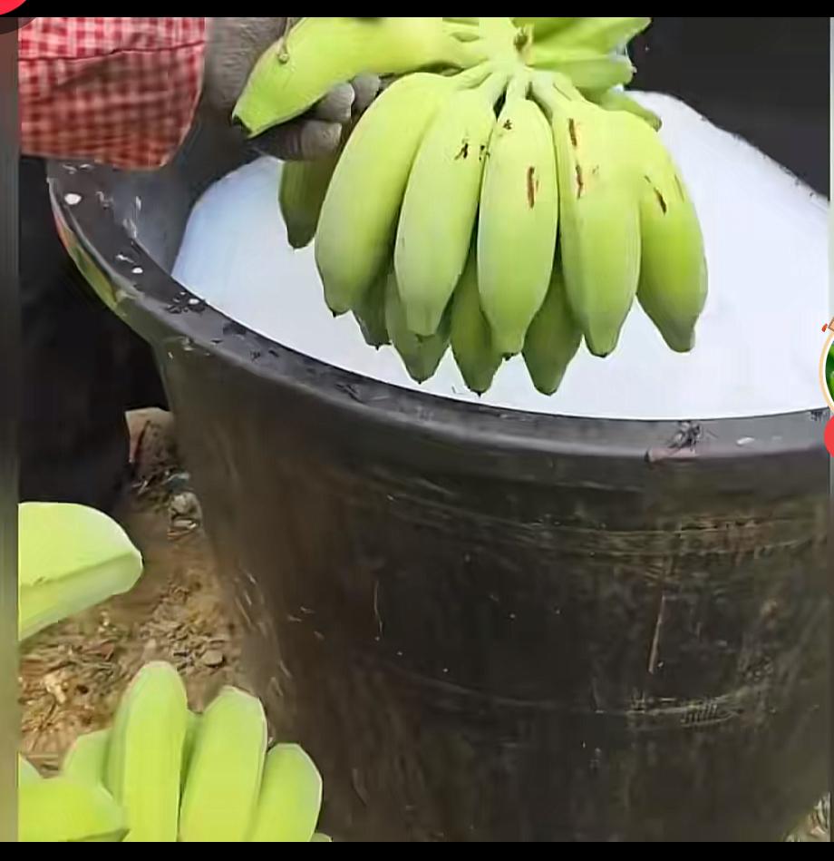 果农为什么给香蕉洗澡？
桶里白色的液体是什么？
对人体是否有害？
……
鲁迅先生