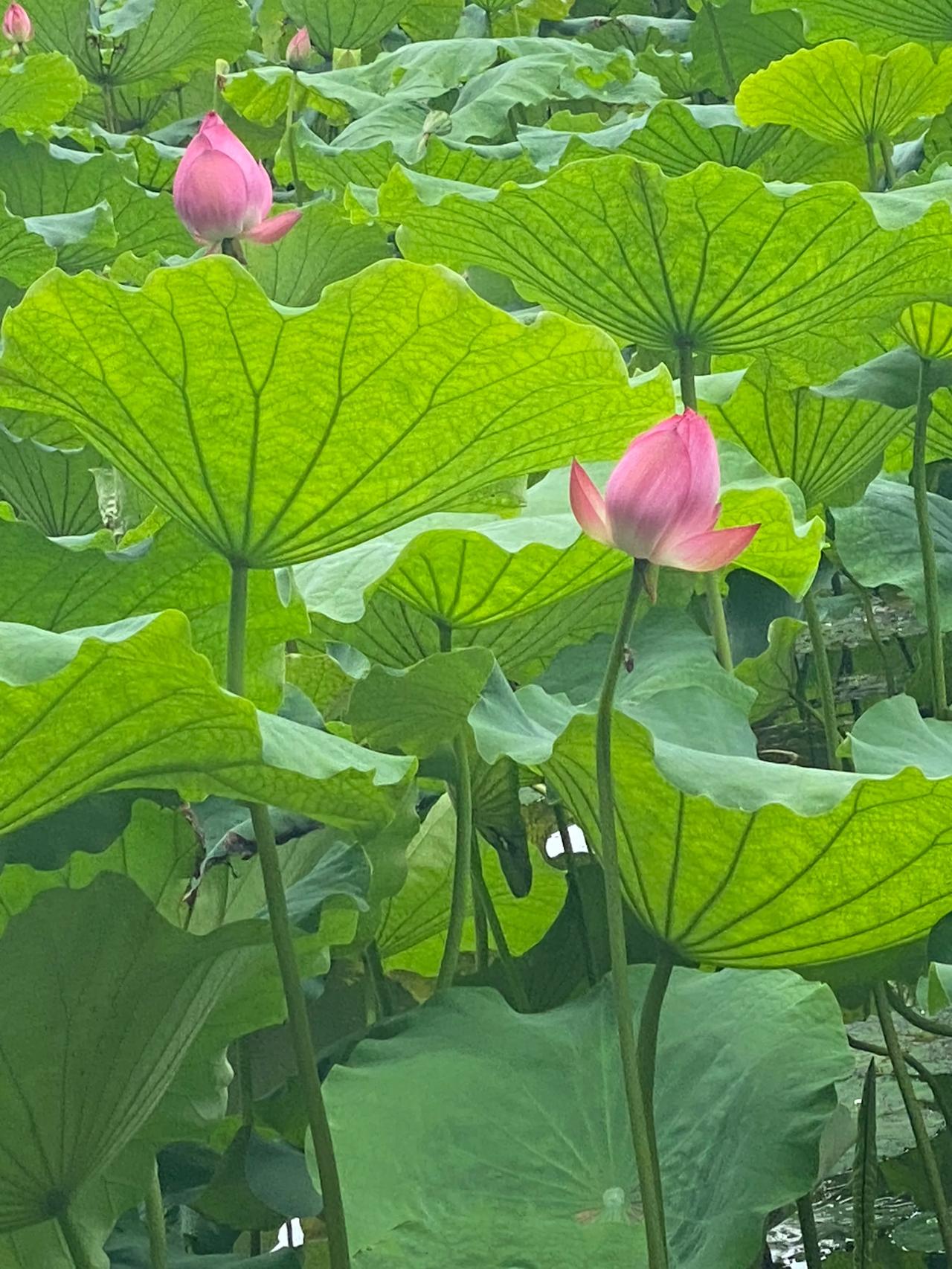 今天拍到好照片啦！在杭州西湖，北山街与白堤交界处，在断桥亭子遇到一帮杭州民间最喜