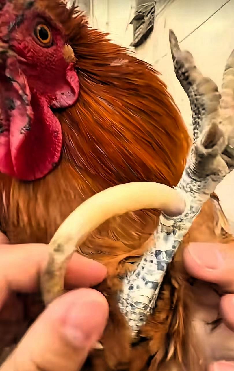 太罕见了！”山东，一女子在网上晒出一段不可思议的视频：家养10多年的大公鸡，爪子