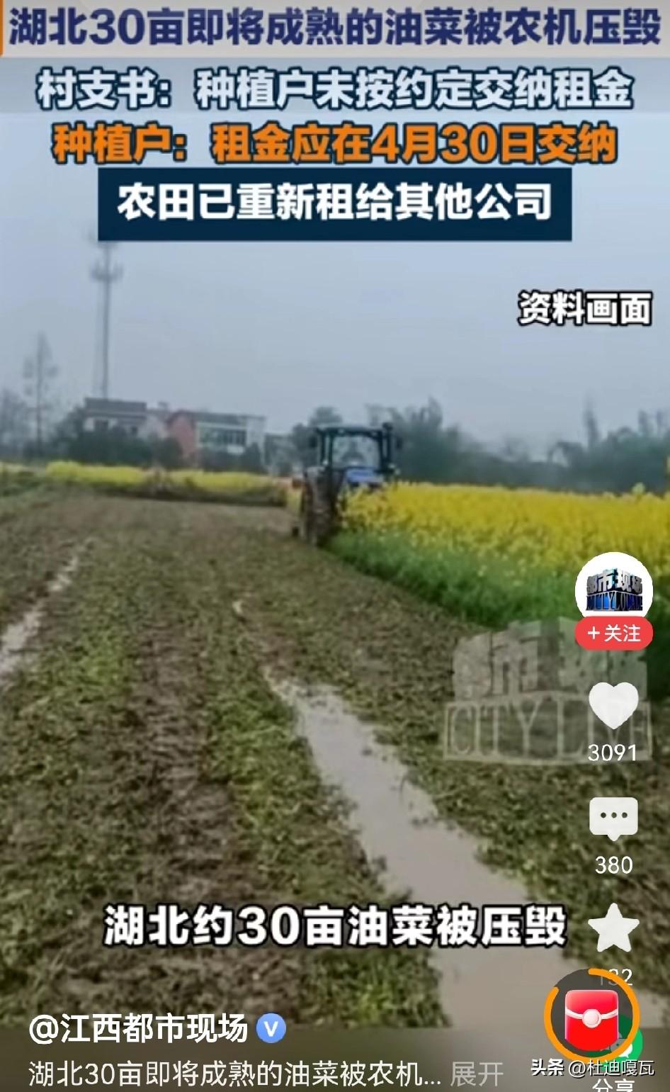 湖北30亩地的即将成熟的油菜被农机毁坏，种植户称被轧毁之后才知道的消息，毁坏是村