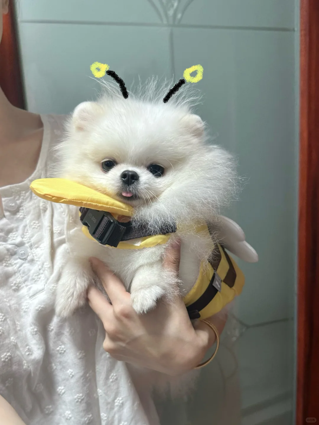 忧郁的狗Bee🐝 ✸ .*