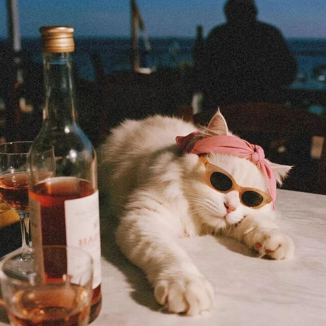 酷酷的猫咪头像可爱头像｜萌物头像｜趣味头像｜搞怪头像 