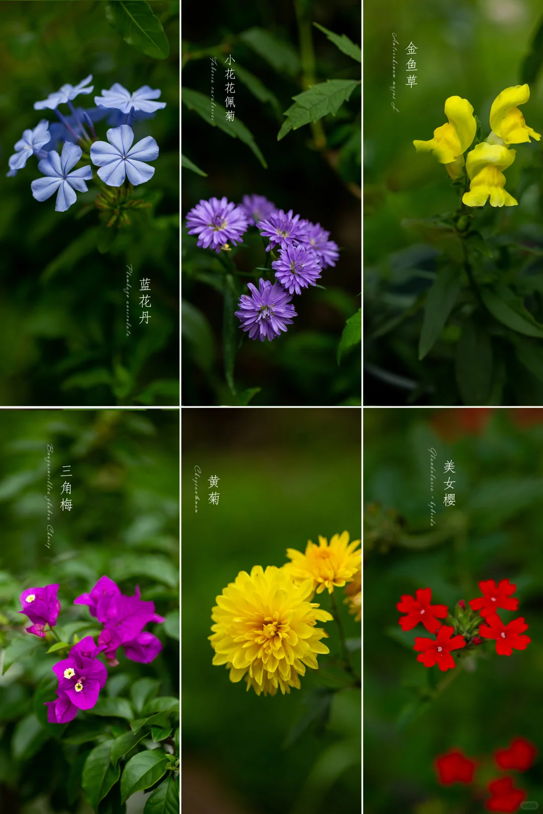 朋友家的花园|夏天的花