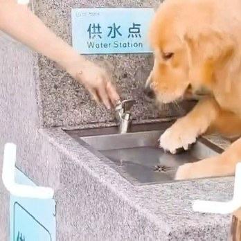 刷到深圳湾公园的新闻，真的看得人一肚子火。有人居然带着宠物狗进了公园，还引导狗趴