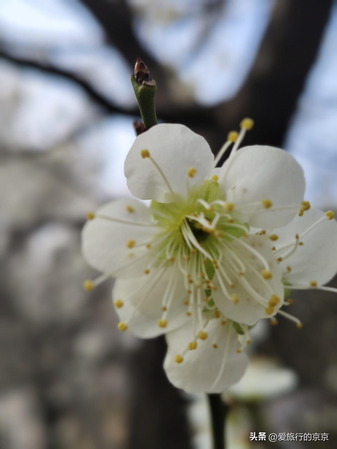 有没有漂亮的花朵图片吗公园里，一片幽香而娇嫩的梅花儿♣️独占早春的小确幸