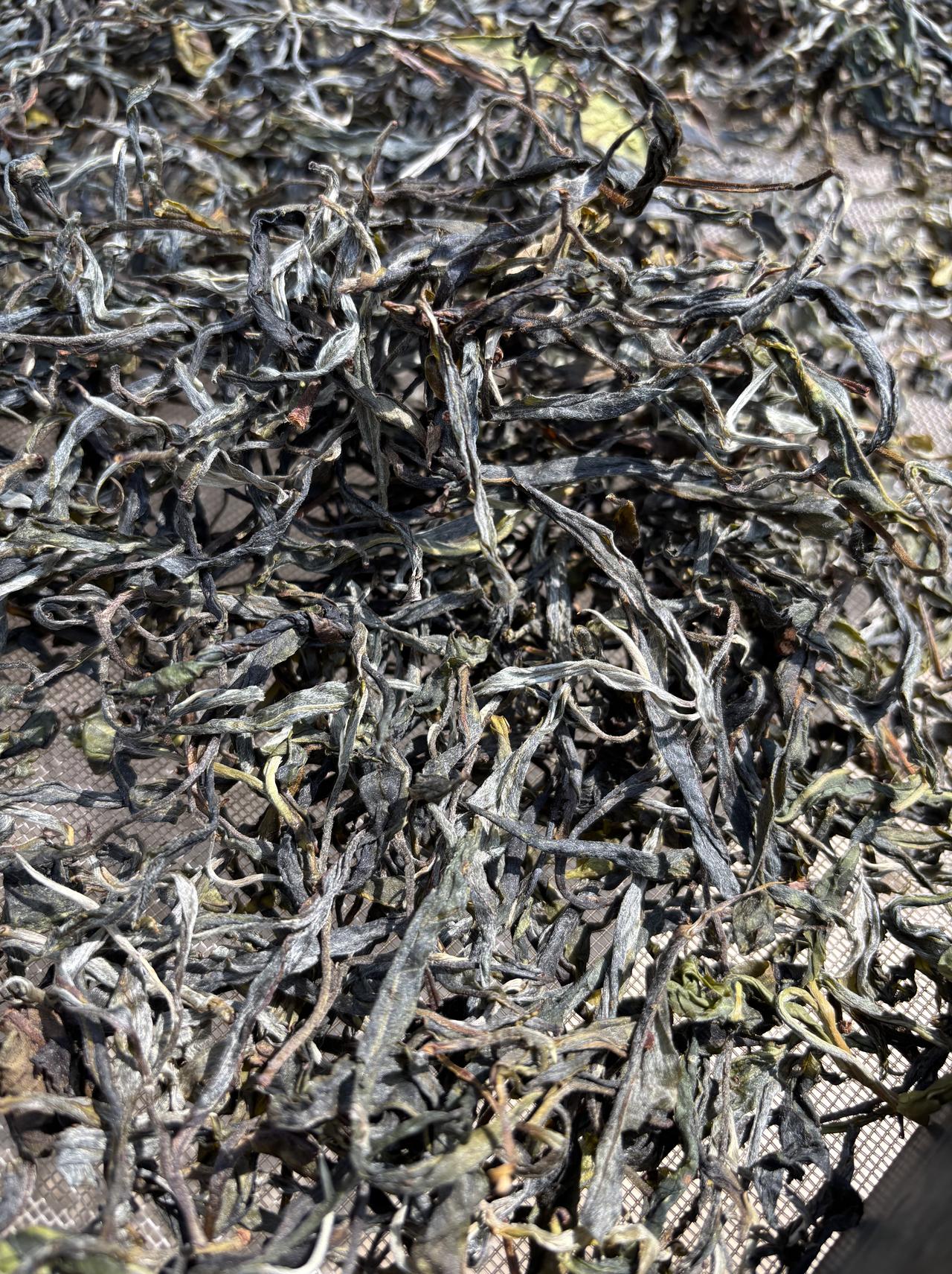 什么茶叶好喝，说说你们喜欢的好茶新茶部分已挑好黄片，老板们的订单可以陆陆续续发货