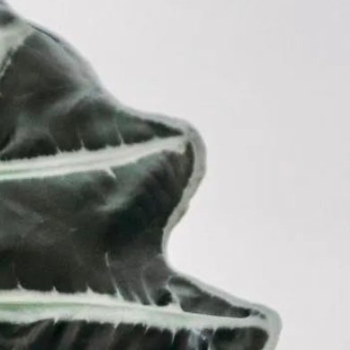 黑叶观音莲（Alocasia amazonica）- 光照：明亮散射光，叶色更黑