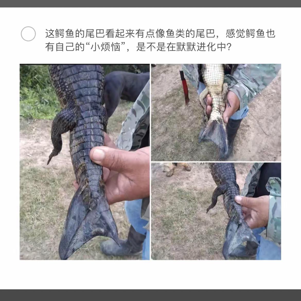 鳄鱼尾巴的秘密：像鱼尾巴一样，鳄鱼也有小烦恼吗？