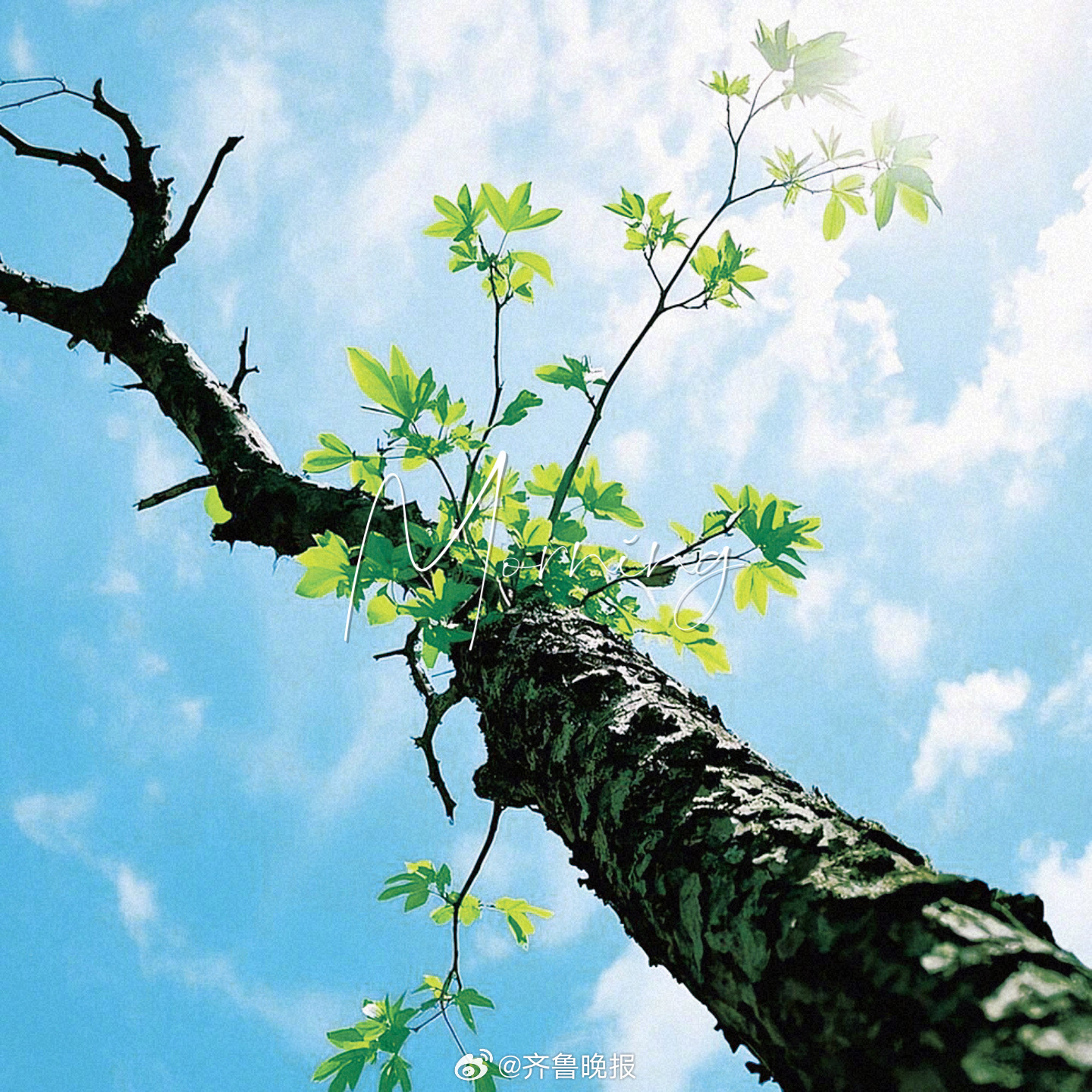 枯木会逢春你也会与美好相逢#三月第一天# #早安#