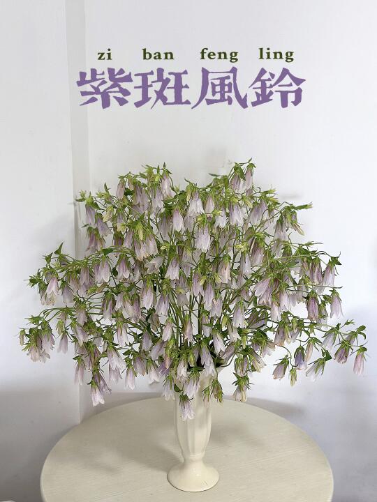 爆花神器－紫斑风铃🔔