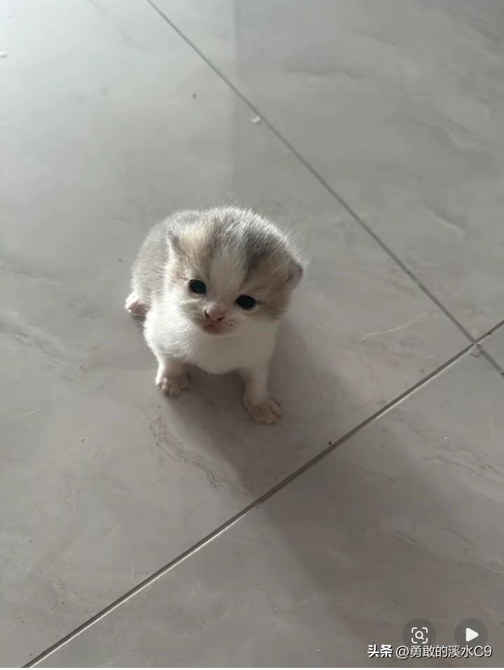 小奶猫着实惹人喜爱！像“糯米”，刚到家时巴掌大小，浑身雪白，仅尾巴尖有一点橘色，