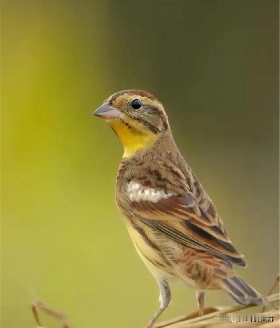 一群5人偷猎国家一级保护动物禾花雀，也就是黄胸鹀，被大连警方抓获，仅仅禾花雀就查