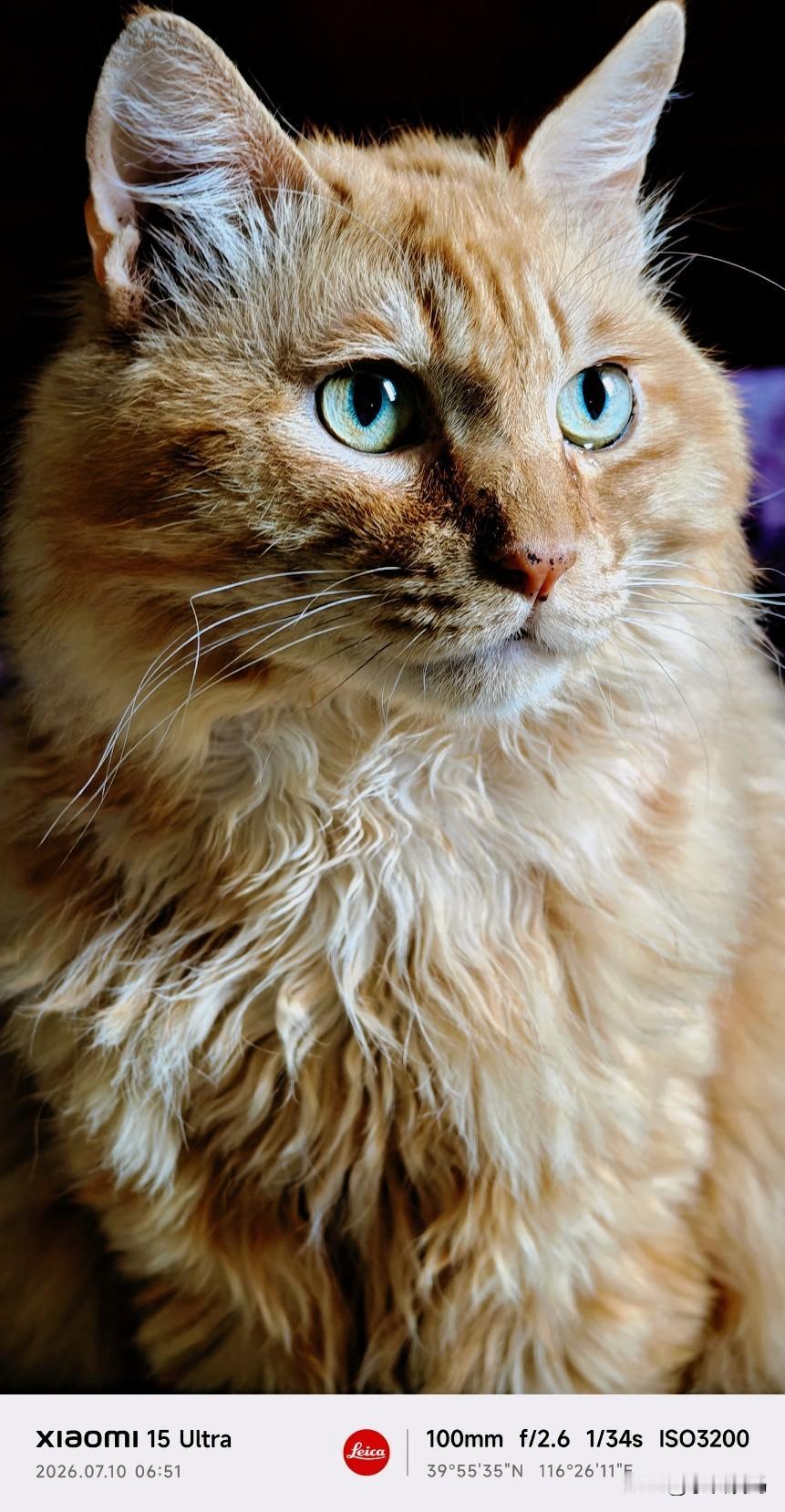 一张图证明橘猫最好看这是我家大橘，一只被我救治的猫猫.2020.11.25救助的