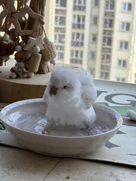 养到棉花糖小鸡了诶