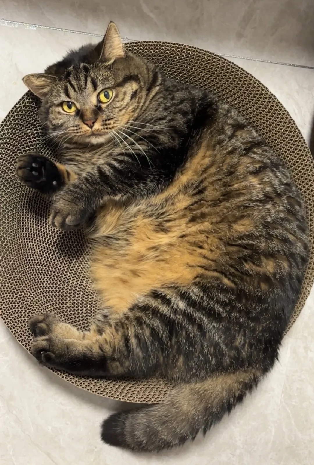 夏季收获满满一盆猫
