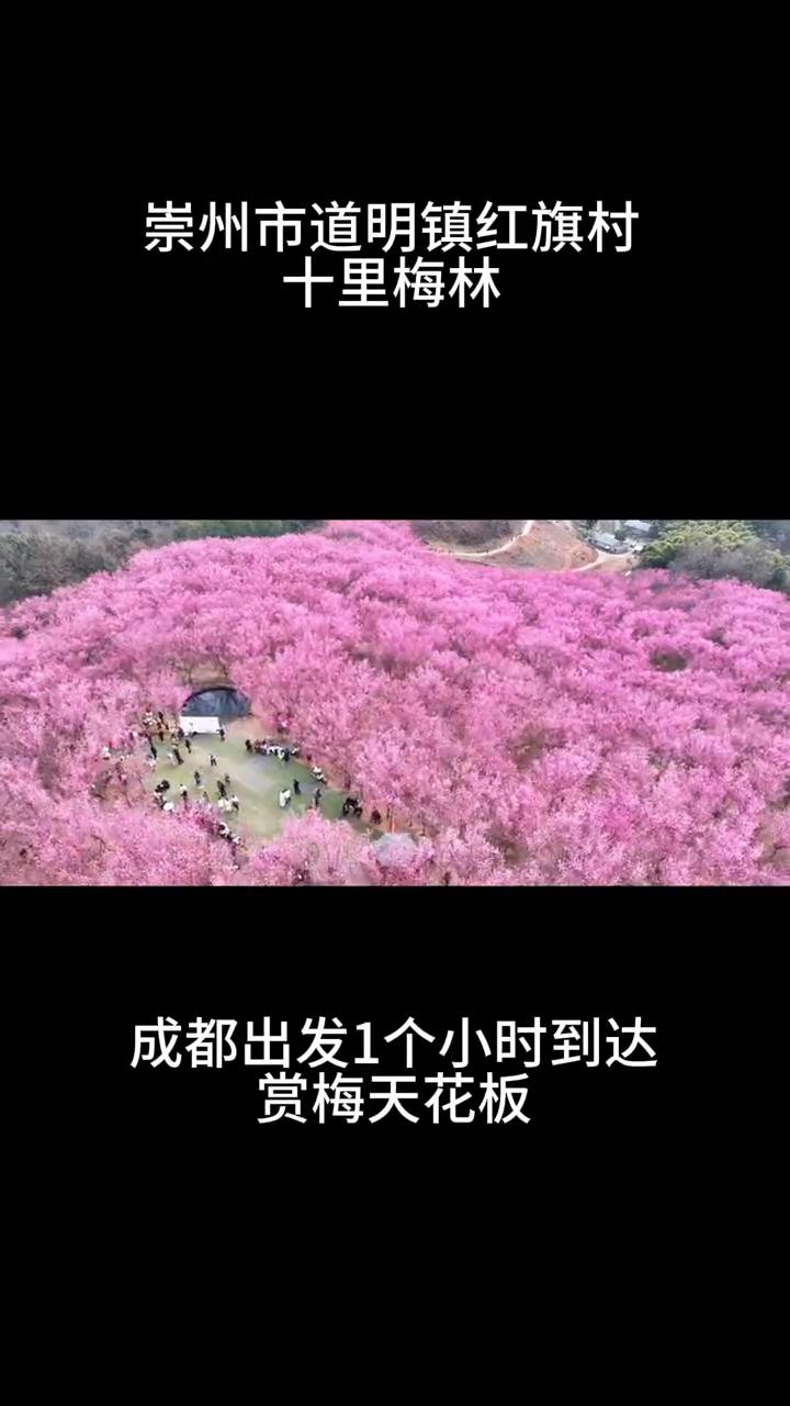 崇州市道明镇红旗村十里梅林，成都出发1个小时到达，赏梅天花板。
