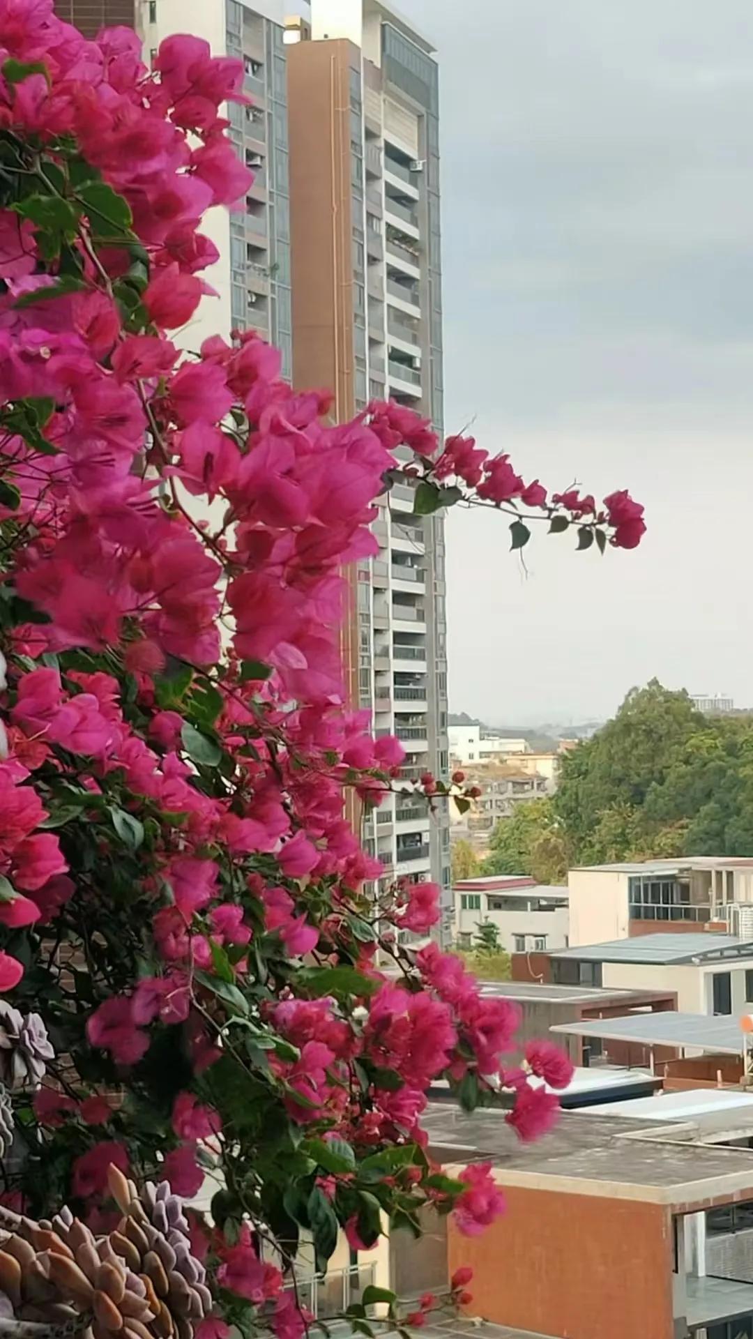 上联：佳人一笑百花艳；念姐邀对春风细雨万花艳。