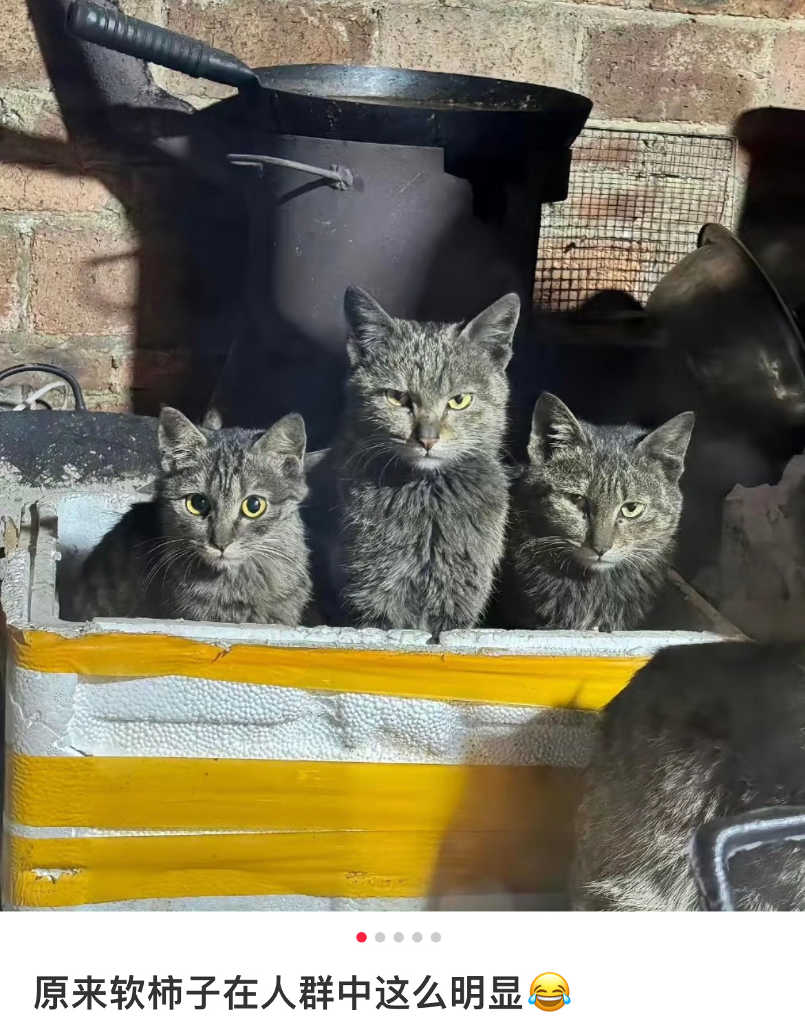 原来软柿子在人群里这么明显别说软柿子是挺明显的，但看看我家这个….柿子还能切换形