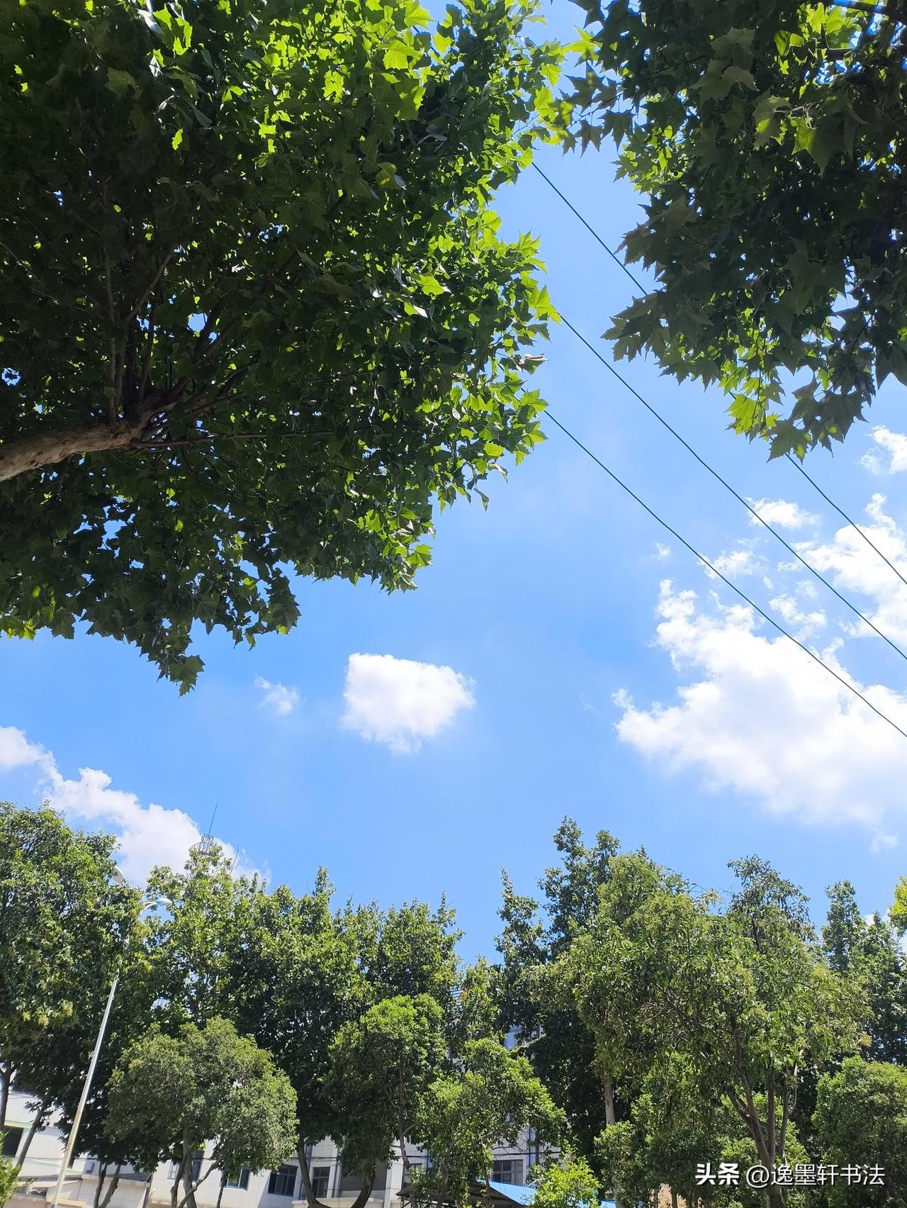 晒图笔记大赛梧桐擎翠盖，抬眼见云天，清风穿叶过，消尽盛夏烦。
