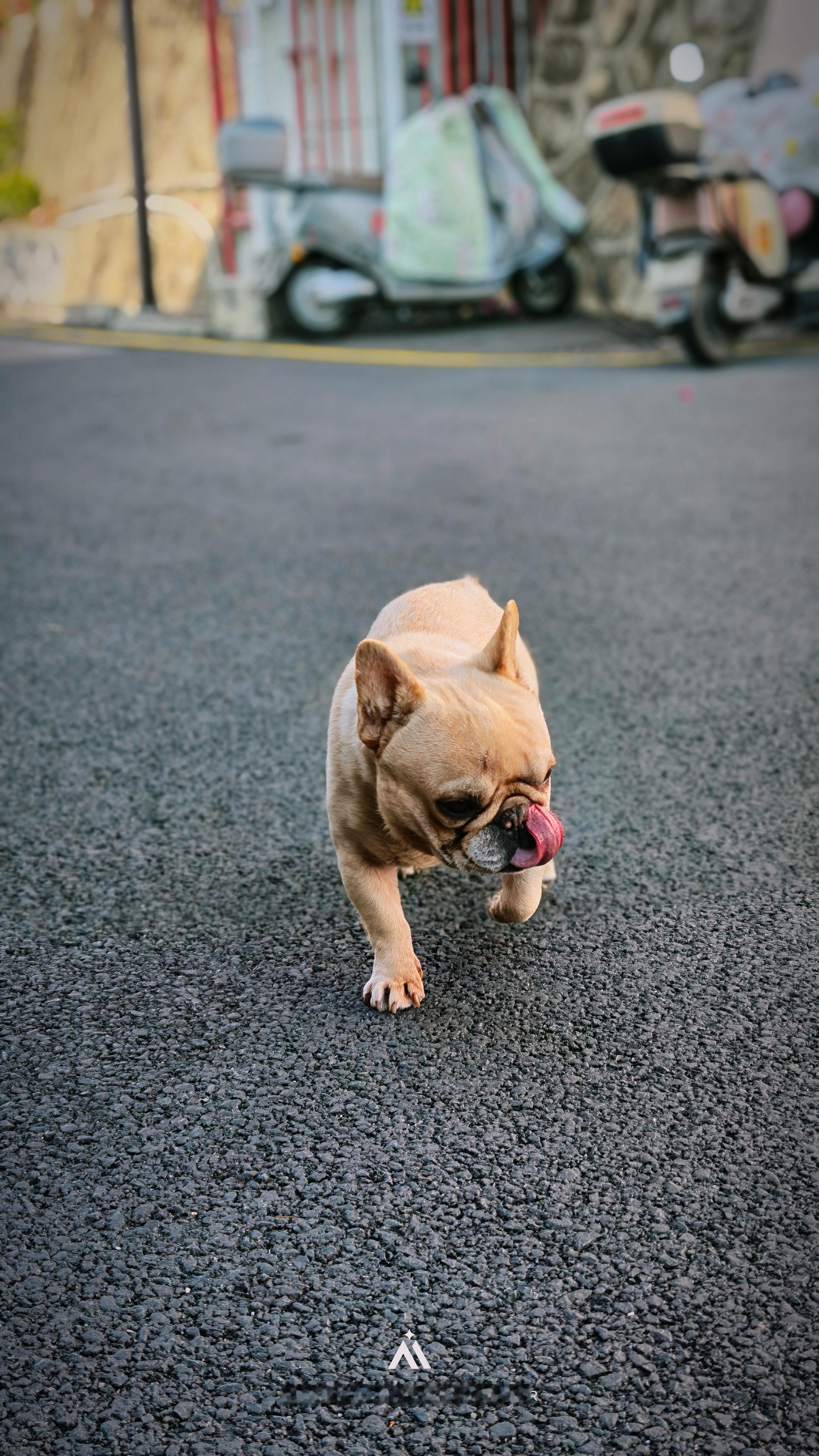 不知道啥品种，丑丑的，但很乖，我对这东西不是很了解 深圳·南澳