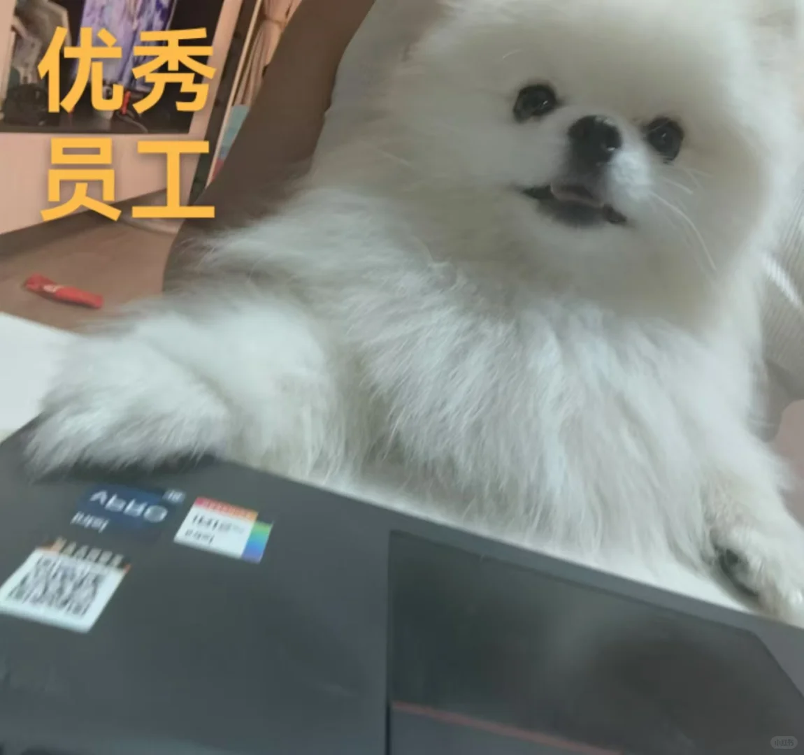 摸鱼刷手机你不心虚吗