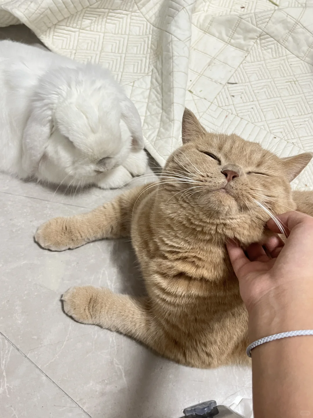 🐱：☺️//🐰：😑