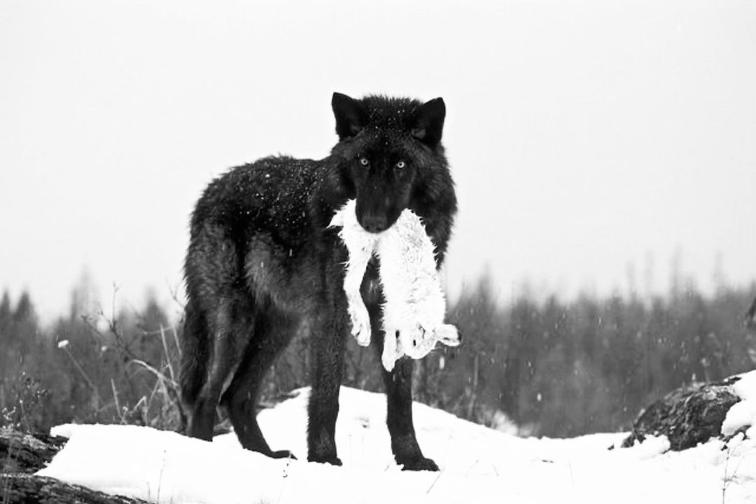 ella🐺 