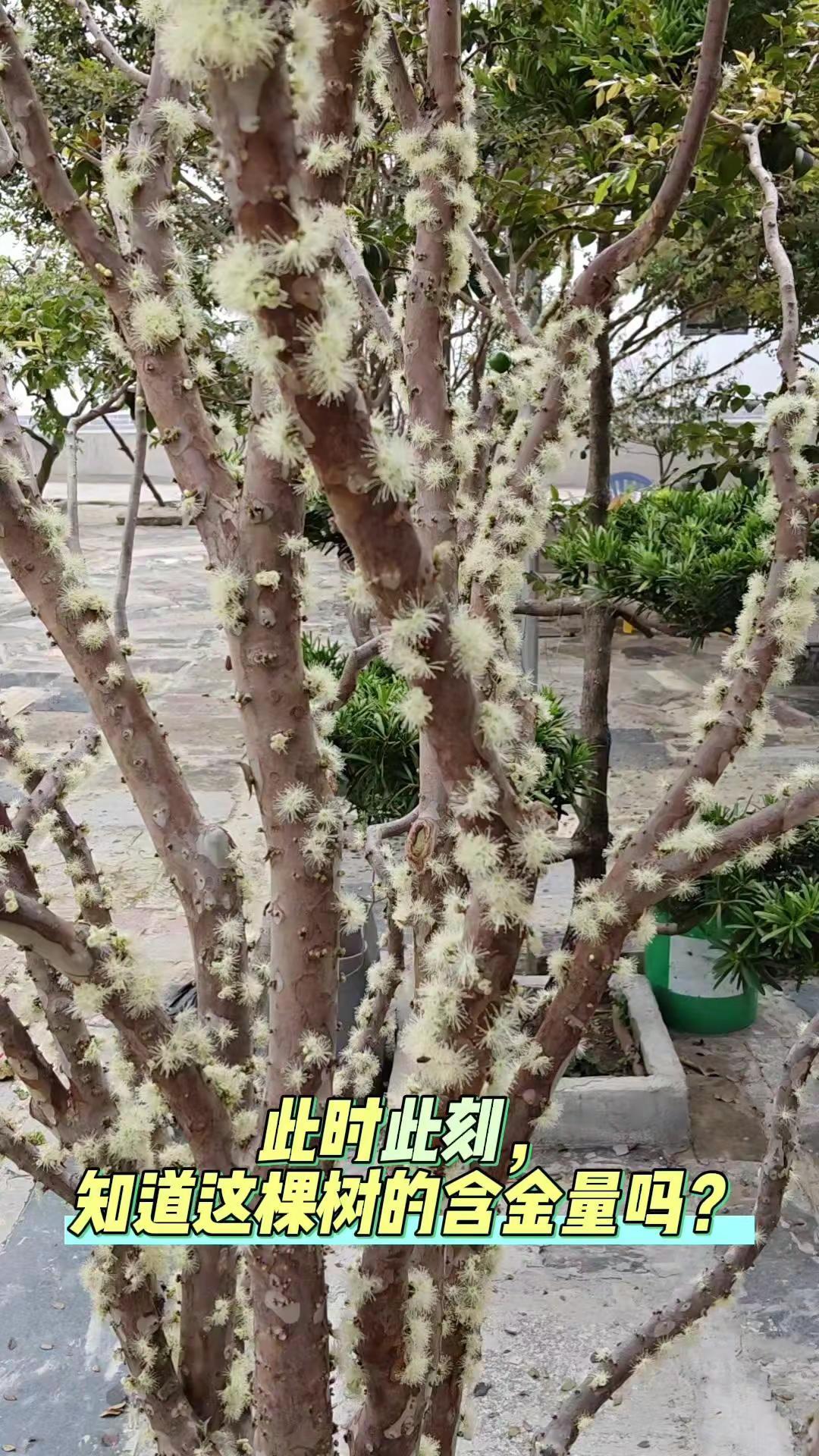 家乡的嘉宝果树，竟藏着这样的惊喜？🌳这棵树我家种了五年，今年第一次结果，看着满