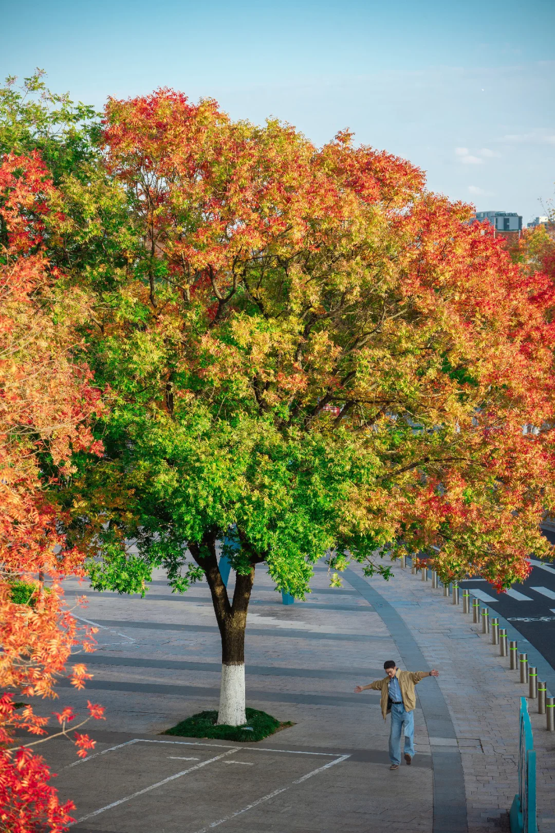 原来在一棵树上🌲真的能看到四季