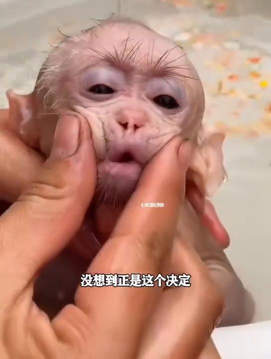 猴妈妈将自己体弱多病的孩子按在水中摩擦，它恨不得立马摆脱眼前这个累赘。求生欲爆满